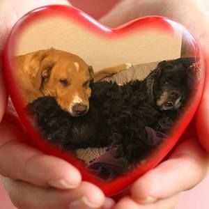 Meet your Posher, Phyllis holly